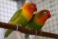 Mřížky pro chov papoušků a andulek
