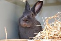 Filets et grilles pour l'élevage de lapins
