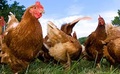Clôtures pour l'élevage de poules et de poulets