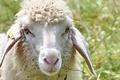 Grillage pour l'élevage de moutons