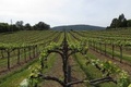 Fil à vigne
