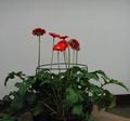 Support des fleurs