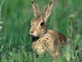 Maillage forestier contre les lapins