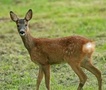 Filet forestier commun pour chevreuils et autres animaux forestiers