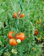 Spirale de tomate - verte