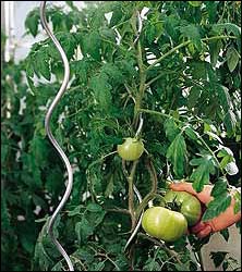 Spirale de tomates