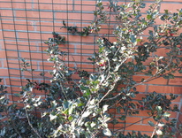 Grille pour plantes grimpantes 1000x1000 vert