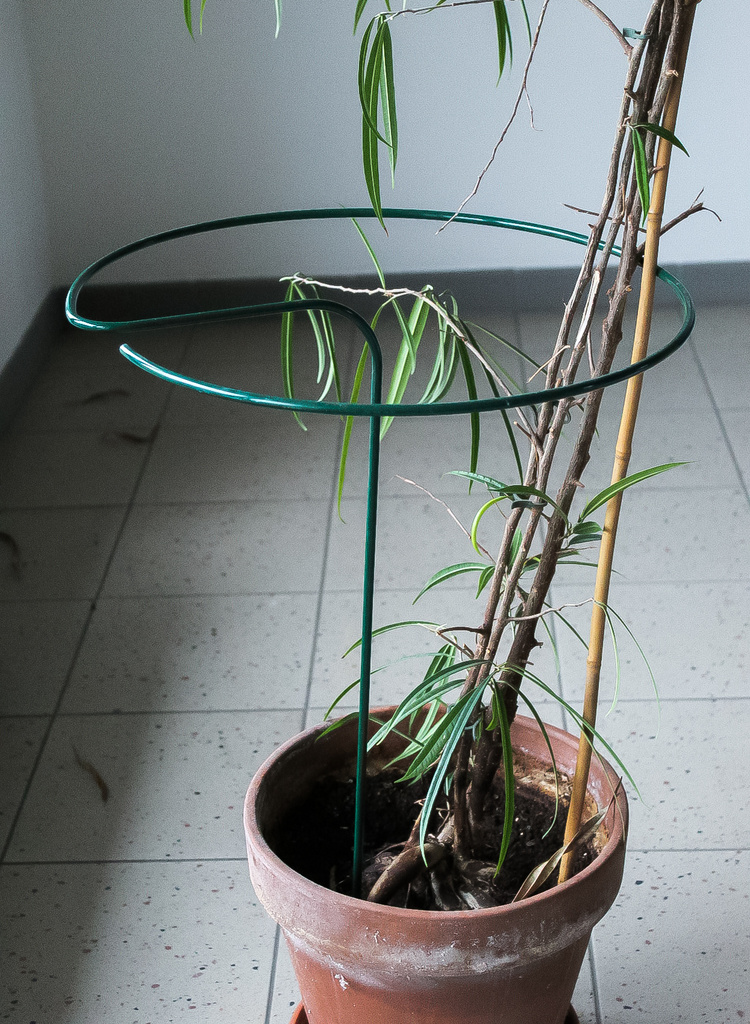Support de plantes - vert